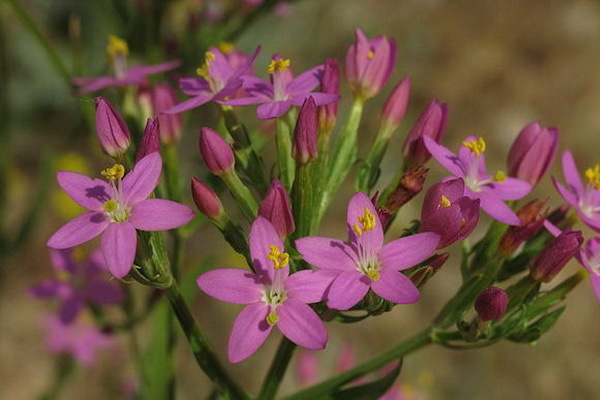 centaury properties