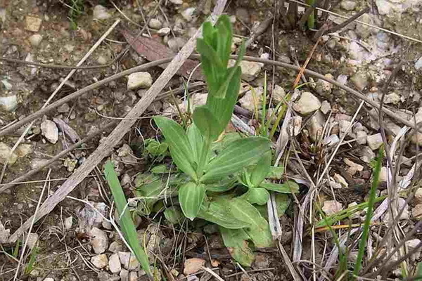 centaury medicinal properties