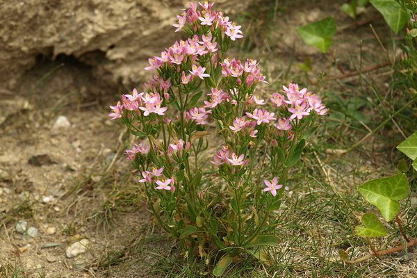 centaury