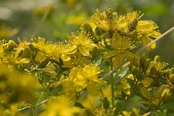 St. John's wort grass