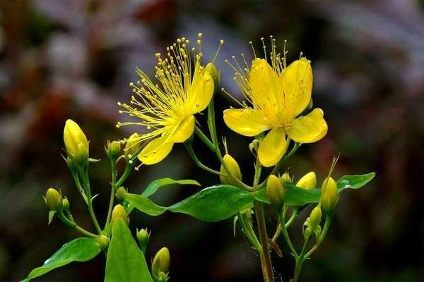 St. John's wort