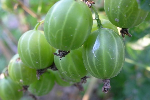 Ural gooseberry