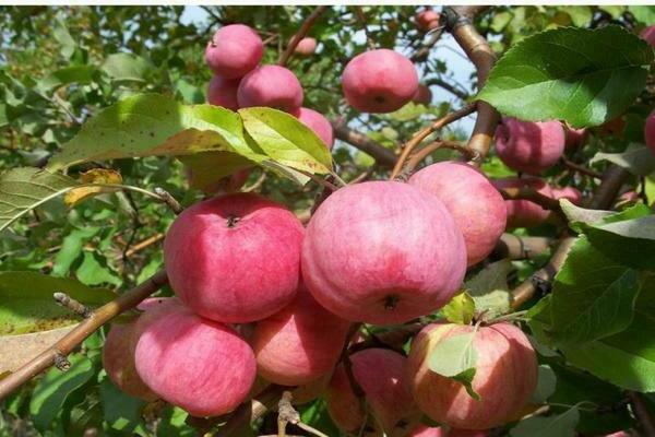 variety Melba