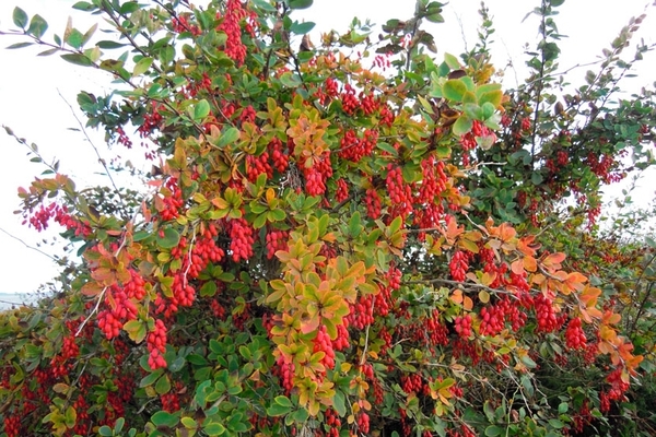 bush ng barberry