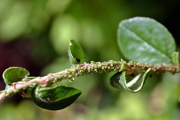 Blattläuse an Obstbäumen