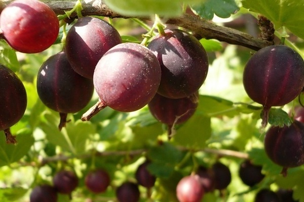 Stachelbeer-Harlekin