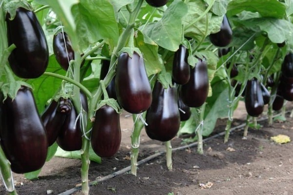 aubergine aux concombres