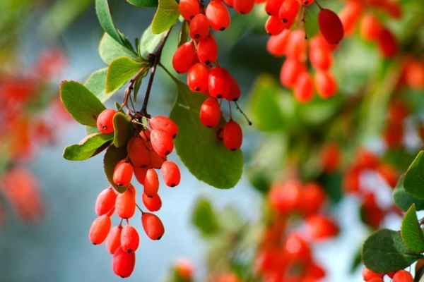 barberry