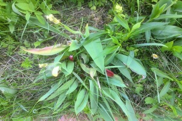 Tulpenpflege nach der Blüte