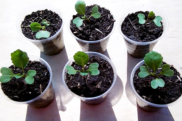 how to feed cabbage seedlings