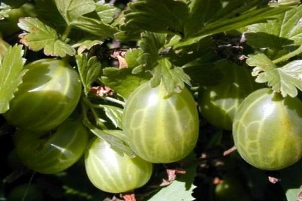 Ural gooseberry