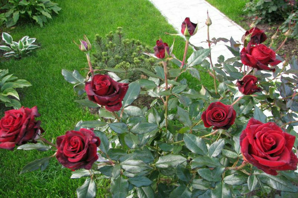 Rose schwarze Magie