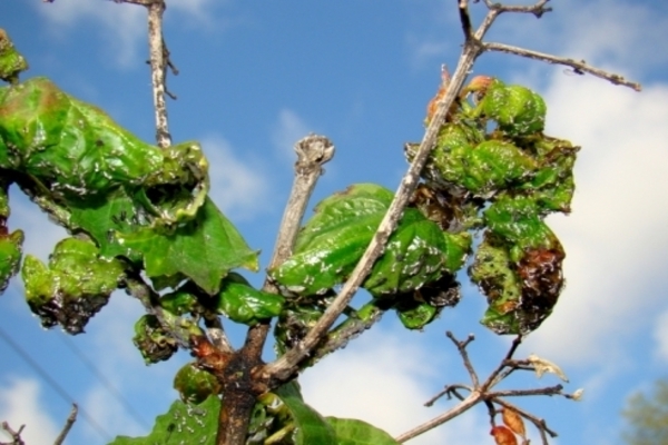 aphids on fruit trees