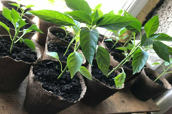 feeding seedlings