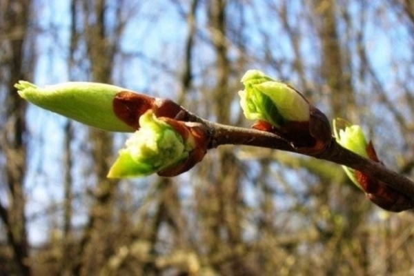 Schädlingsbekämpfung im Garten