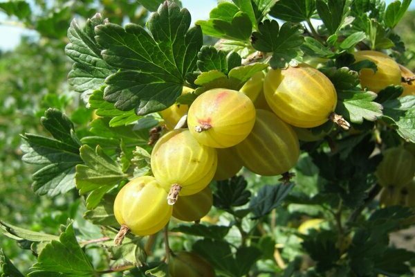 gooseberry beryl