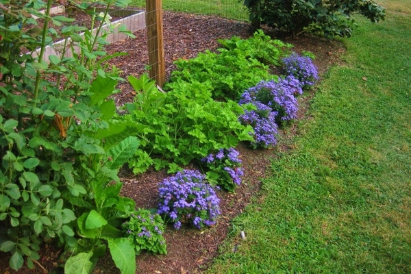 ageratum