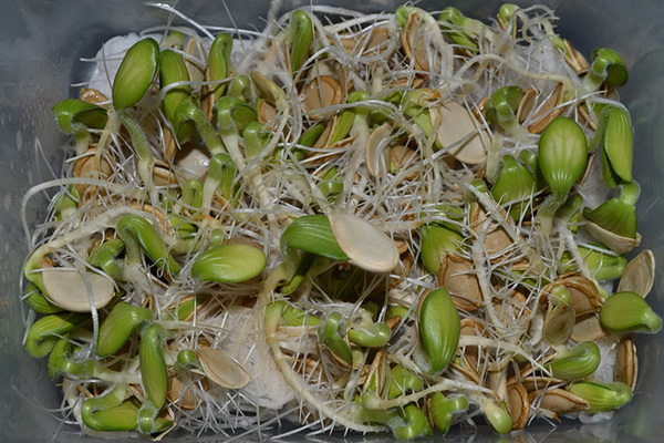 pumpkin seeds