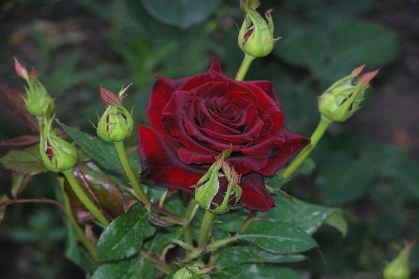 Rose schwarze Magie