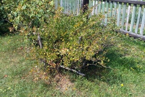 gooseberry leaves turn yellow