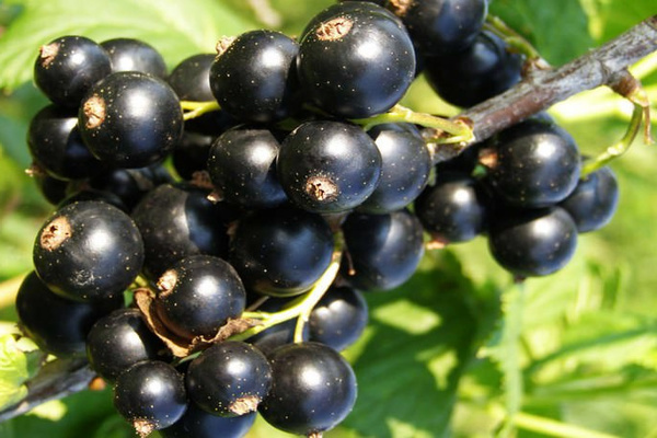 currant Bagheera