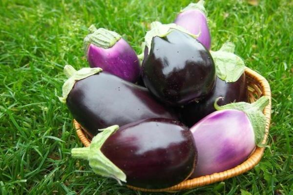 Aubergine Vera