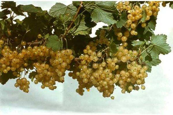 varieties of white currant