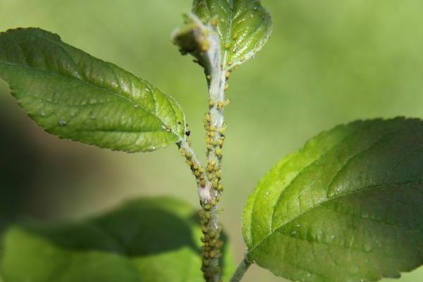 aphids on fruit trees