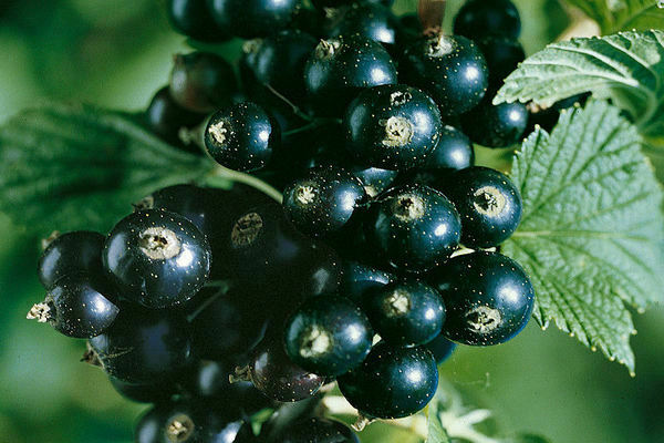 currant titania