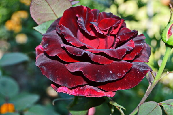 Rose schwarze Magie