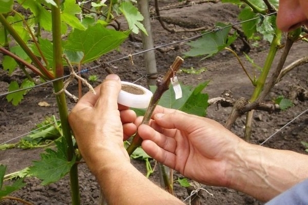 grape variety Ruslan photo