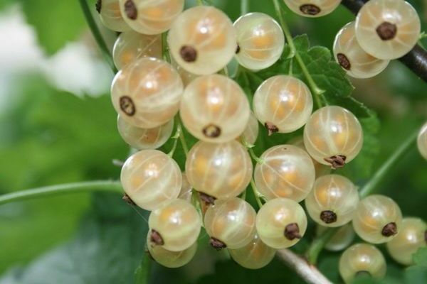 varieties of white currant