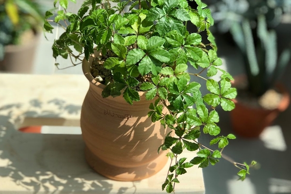 indoor grapes photo