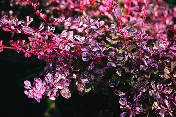 barberry varieties