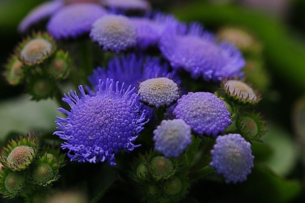 larawan ng ageratum