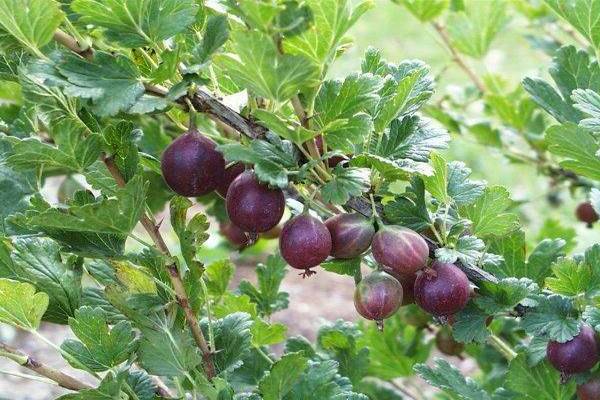 gooseberry tender