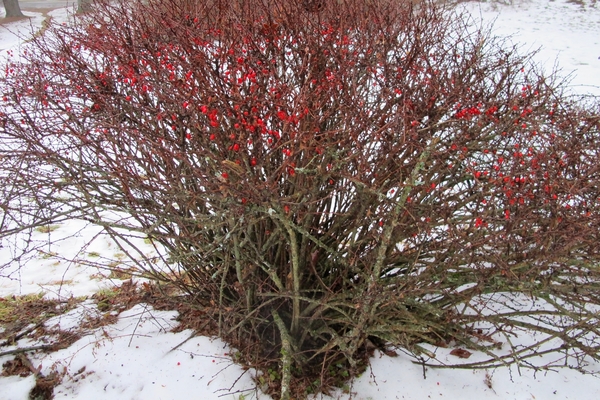 barberry description