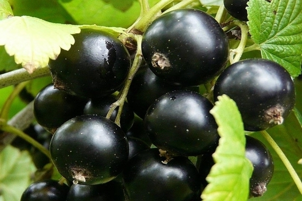 currant Dobrynya