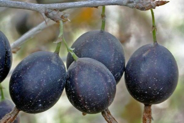 gooseberry harlequin