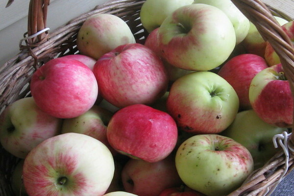 Apfel Melba