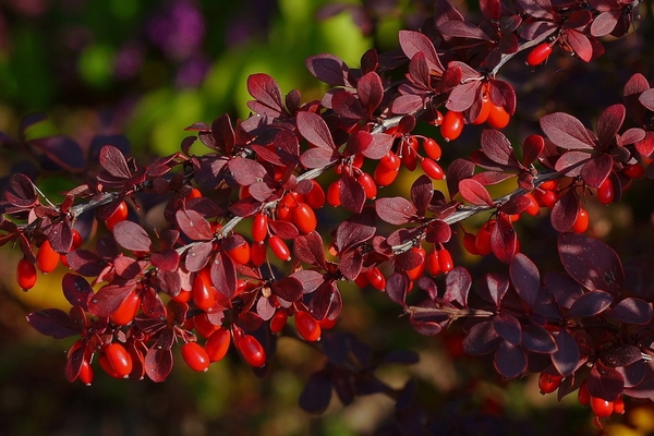 mga barberry berry