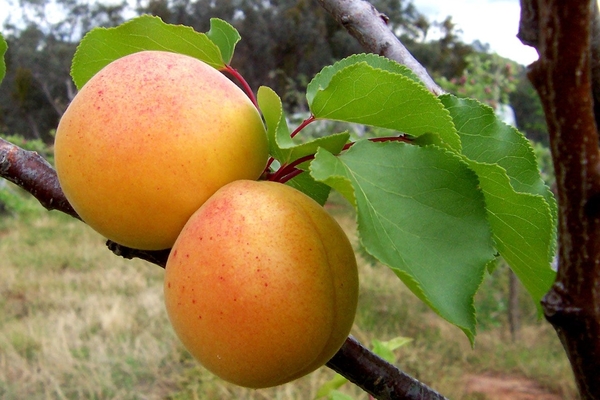 Apricot New Jersey Foto