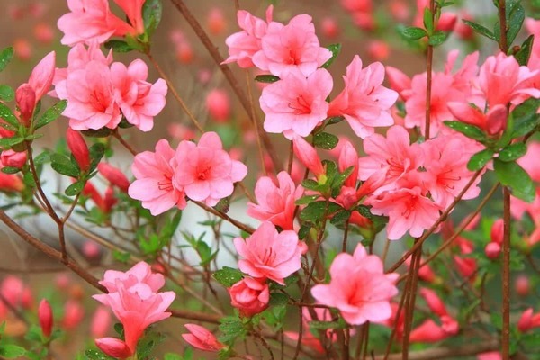 garden azalea