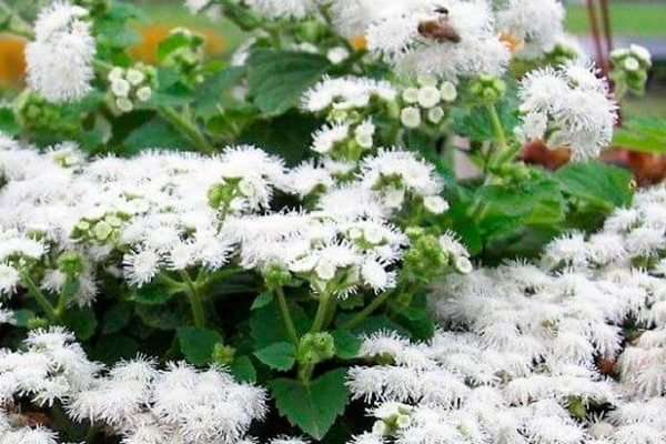 bulaklak ageratum