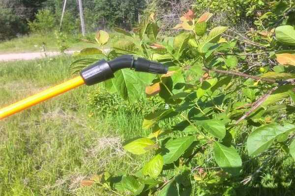 aphids on fruit trees