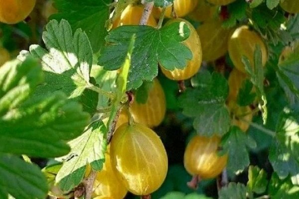 gooseberry amber