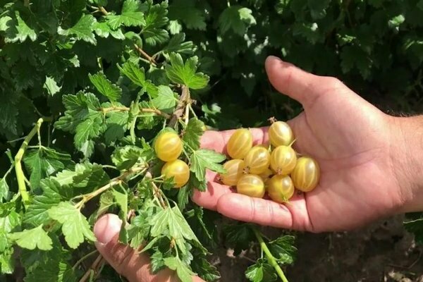 gooseberry amber