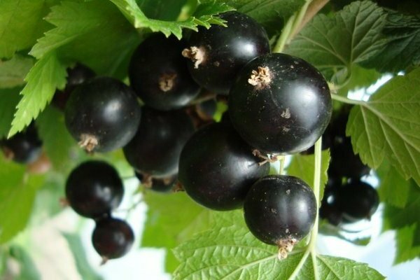 currant Bagheera