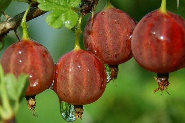 gooseberry tender