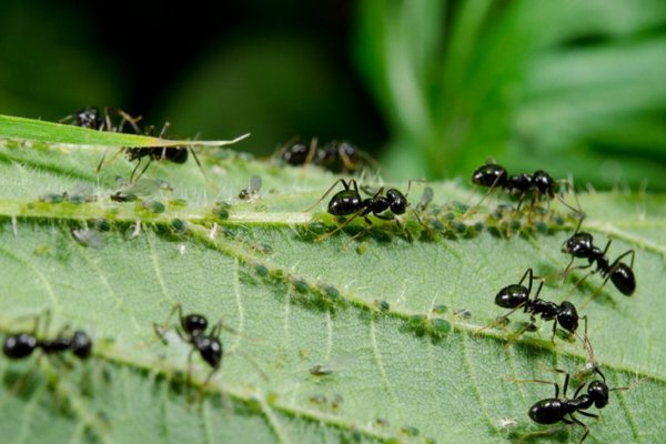 sa mga currant aphids at ants kung paano mapupuksa